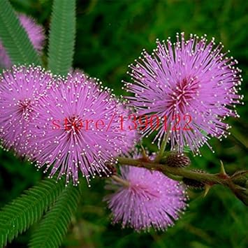 Flower Seeds, Seeds,Seeds For Planting,Plant Seeds