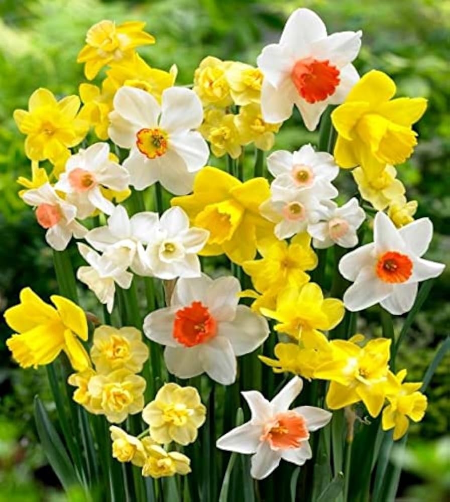 Multi-Colour Narcissus Flower Seeds for Planting Heirloom Non-GMO High Germination Organic Garden Seeds