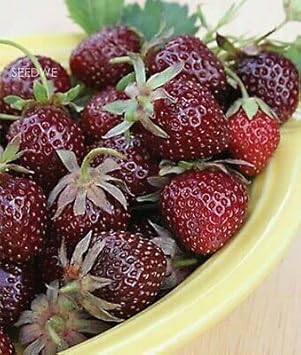 Fruit Seeds,Garden seeds, Seeds For Planting,Plant Seeds