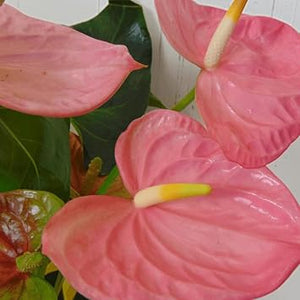 Flower Seeds, Seeds,Seeds For Planting,Plant Seeds
