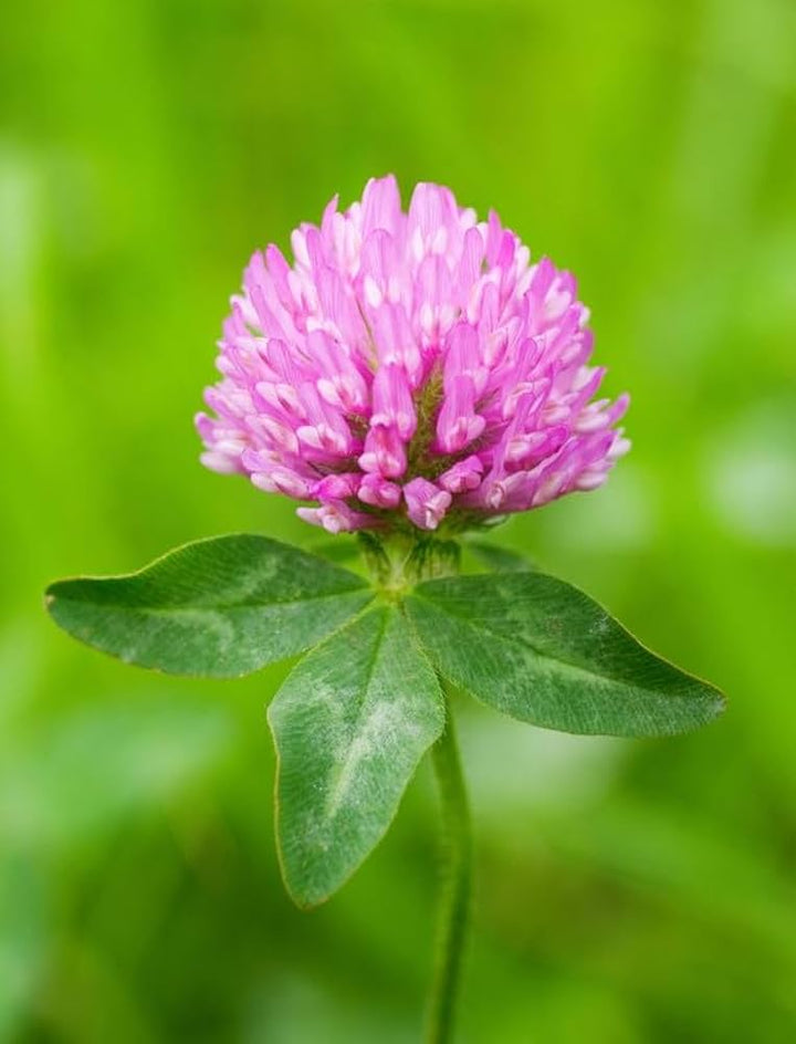 Clover Flower Seeds for Planting – Heirloom, Non-GMO, High Germination Cut Flower Favorite