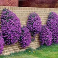 Purple Cascading Flower Seeds for Planting – Heirloom, Non-GMO, High Germination Organic Garden Seeds