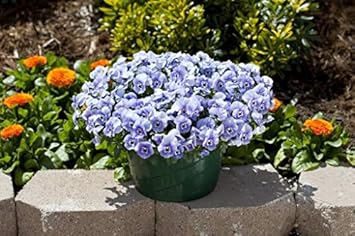 Flower Seeds, Seeds,Seeds For Planting,Plant Seeds