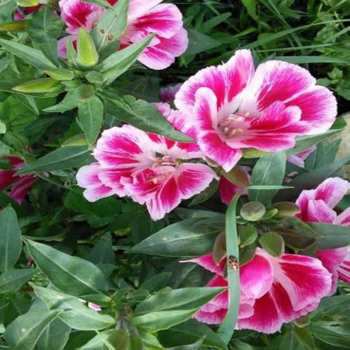 Flower Seeds, Seeds,Seeds For Planting,Plant Seeds
