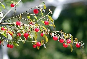 Fruit Seeds,Garden seeds, Seeds For Planting,Plant Seeds