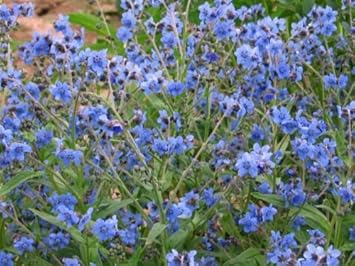 Flower Seeds, Seeds,Seeds For Planting,Plant Seeds