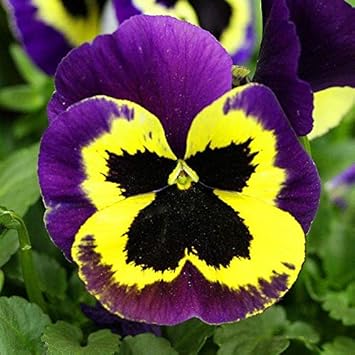 Flower Seeds, Seeds,Seeds For Planting,Plant Seeds