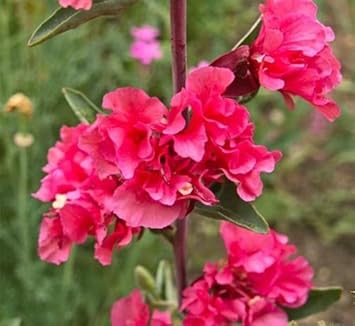 Pink Clarkia Flower Seeds for Planting – Vibrant Annual Blooms for Garden & Borders