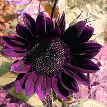 Flower Seeds, Seeds,Seeds For Planting,Plant Seeds