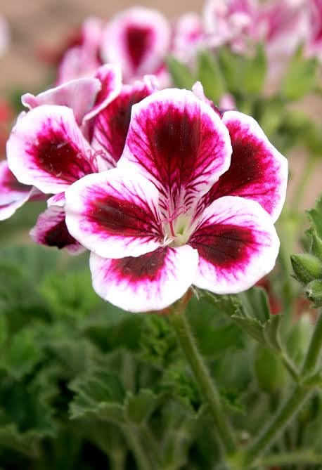 Pelargonium Flower Seeds for Planting White & Pink – Drought Tolerant, Heirloom, Non-GMO, High Germination Organic Garden Seeds