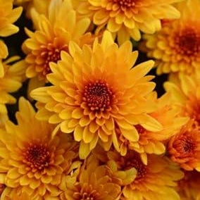Flower Seeds, Seeds,Seeds For Planting,Plant Seeds