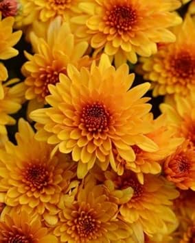 Flower Seeds, Seeds,Seeds For Planting,Plant Seeds