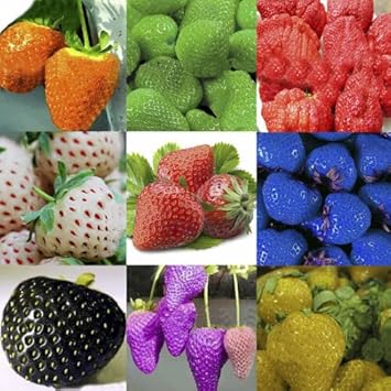 Fruit Seeds,Garden seeds, Seeds For Planting,Plant Seeds