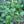 Vegetable Seeds,Garden seeds, Seeds For Planting,Plant Seeds