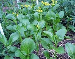 Vegetable Seeds,Garden seeds, Seeds For Planting,Plant Seeds