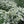 Herb Seeds,Garden seeds, Seeds For Planting,Plant Seeds