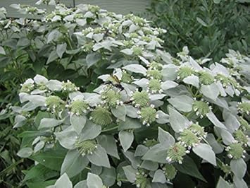 Herb Seeds,Garden seeds, Seeds For Planting,Plant Seeds