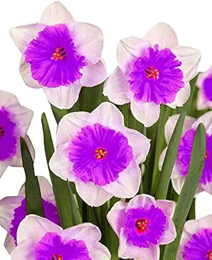 White Purple Daffodil Flower Seeds for Planting – Heirloom Non-GMO High Germination Organic Garden Seeds