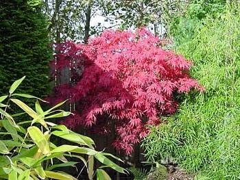 Maroon Suminagashi Flower Seeds for Planting – Heirloom, Non-GMO, High Germination Organic Garden Seeds