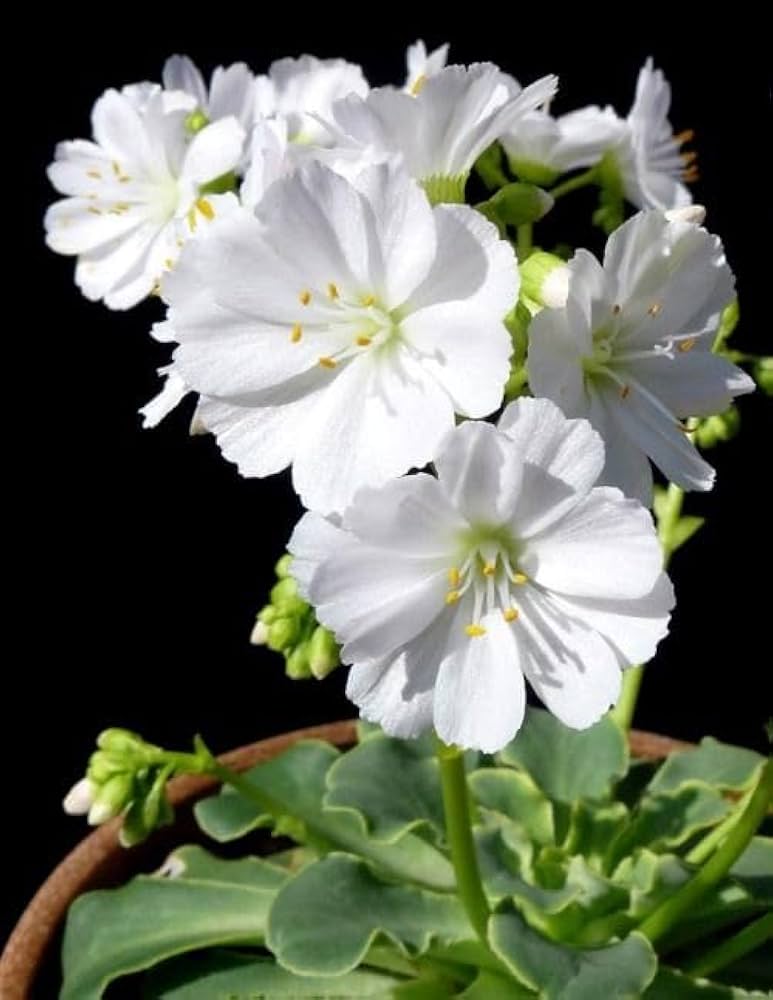 White Nevada Lewisia Flower Seeds for Planting – Perennial Rock Garden Blooms