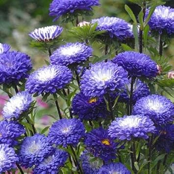 Flower Seeds, Seeds,Seeds For Planting,Plant Seeds
