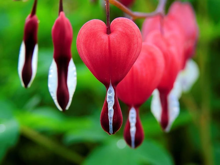 Red Heart Flower Seeds for Planting – Heirloom Non-GMO High Germination Organic Garden Seeds