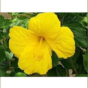 Flower Seeds, Seeds,Seeds For Planting,Plant Seeds