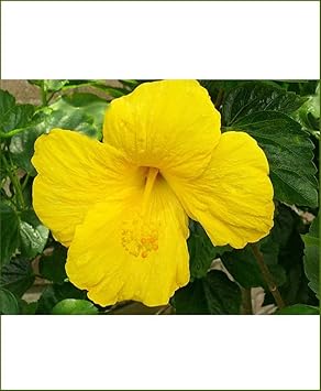 Flower Seeds, Seeds,Seeds For Planting,Plant Seeds