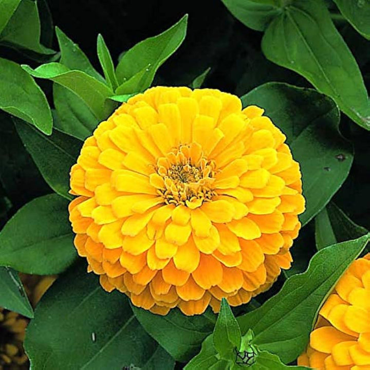 Flower Seeds, Seeds,Seeds For Planting,Plant Seeds