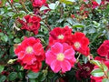 Red Rugosa Rose Flower Seeds for Planting | Heirloom Non-GMO Organic Garden Seeds