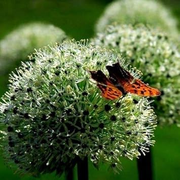 Flower Seeds, Seeds,Seeds For Planting,Plant Seeds