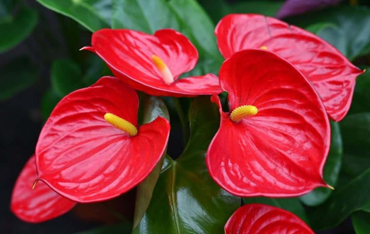 Four Seasons Flower Seeds for Planting Red – Heirloom, Non-GMO, High Germination Organic Garden Seeds