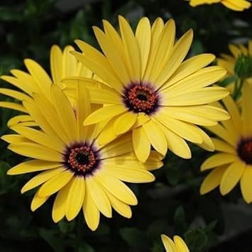 Flower Seeds, Seeds,Seeds For Planting,Plant Seeds