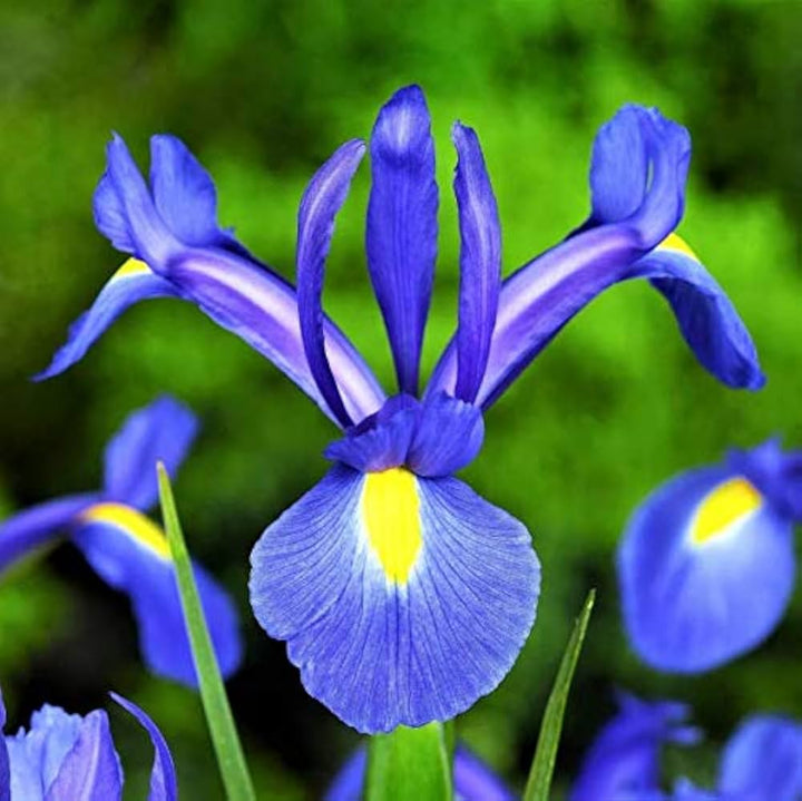 Blue Iris Flower Seeds for Planting – Heirloom, Non-GMO, High Germination Organic Garden Seeds