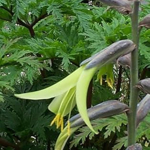 Flower Seeds, Seeds,Seeds For Planting,Plant Seeds