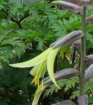 Flower Seeds, Seeds,Seeds For Planting,Plant Seeds
