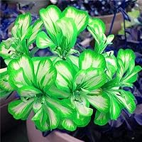 Geranium Flower Seeds for Planting Light Green – Perfect for Borders, Heirloom, Non-GMO, High Germination Organic Garden Seeds
