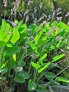 Flower Seeds, Seeds,Seeds For Planting,Plant Seeds