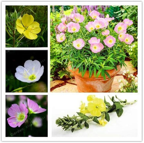 Flower Seeds, Seeds,Seeds For Planting,Plant Seeds