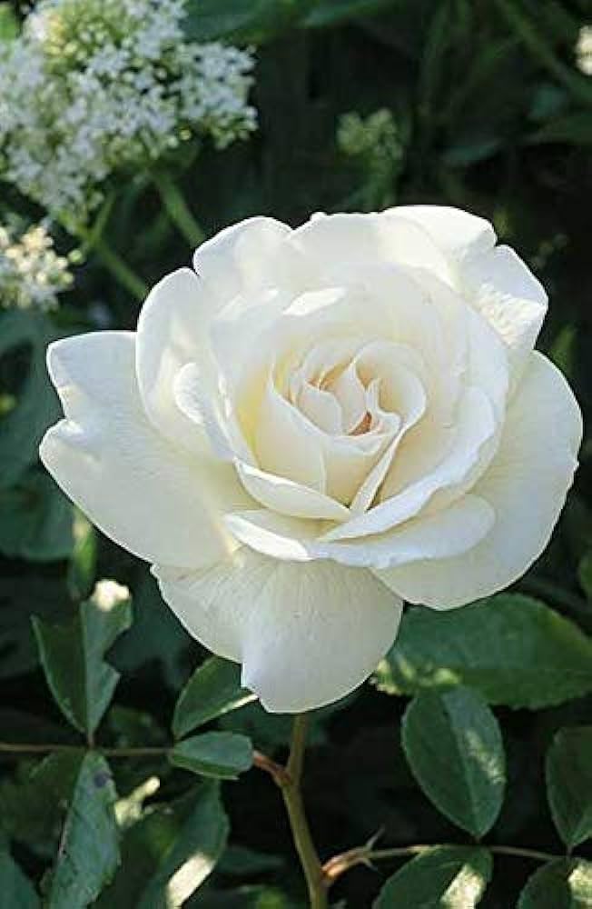 White Rose Flower Seeds for Planting - Heirloom, Non-GMO, Sun Loving Organic Garden Seeds