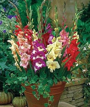 Flower Seeds, Seeds,Seeds For Planting,Plant Seeds