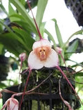 Heirloom Peach Monkey Face Orchid Seeds for Planting – Drought-Tolerant, Non-GMO, High Germination Organic Garden Seeds