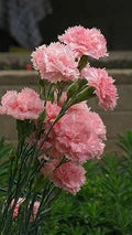 Baby Pink Dianthus Flower Seeds for Planting – Heirloom, Non-GMO, High Germination Organic Garden Seeds