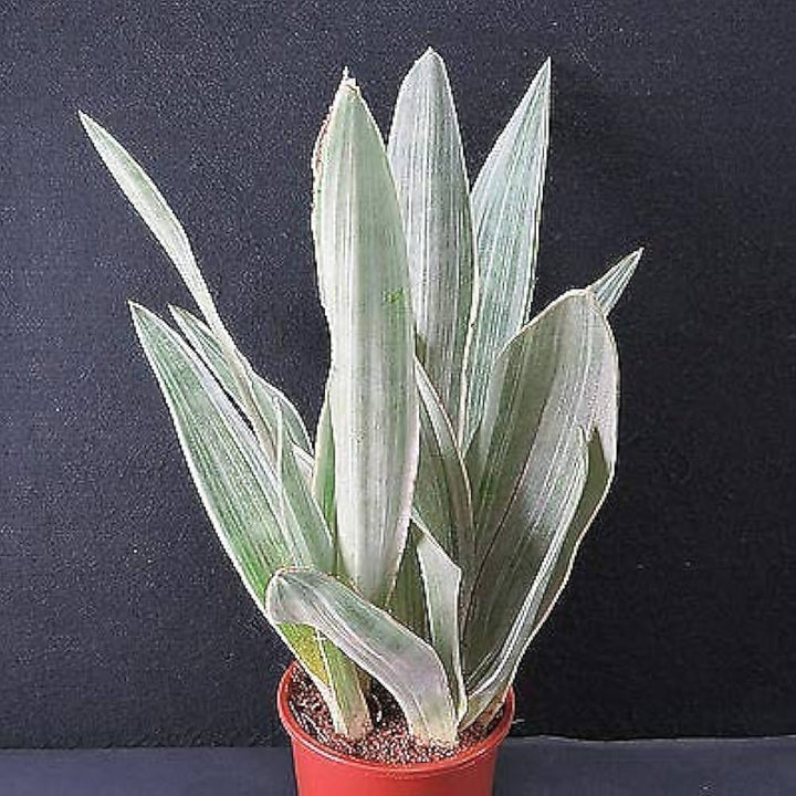 Silver Sansevieria Seeds for Planting – Heirloom, Non-GMO, Long Bloom Season, High Germination