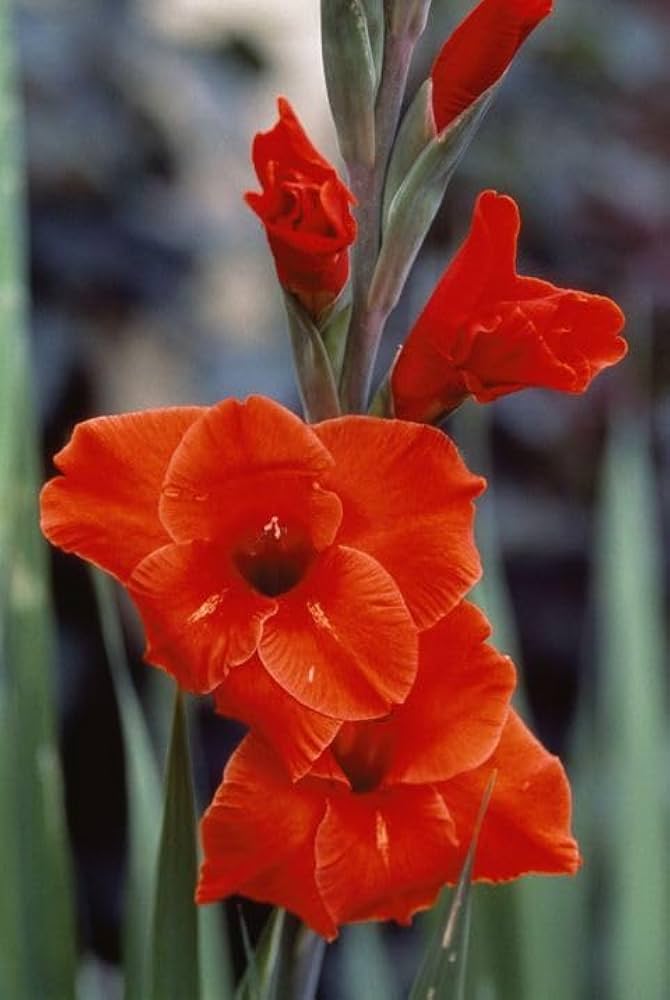 Maroon Red Gladiolus Flower Seeds for Planting – Premium Quality, Heirloom, Non-GMO & High Germination Organic Garden Seeds
