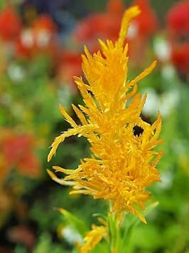 Flower Seeds, Seeds,Seeds For Planting,Plant Seeds