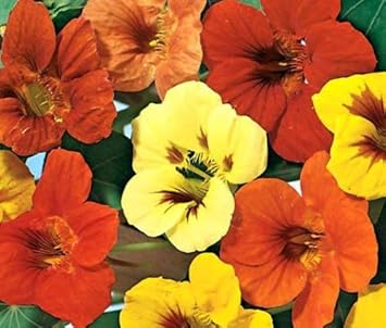 Flower Seeds, Seeds,Seeds For Planting,Plant Seeds