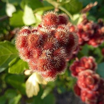 Flower Seeds, Seeds,Seeds For Planting,Plant Seeds