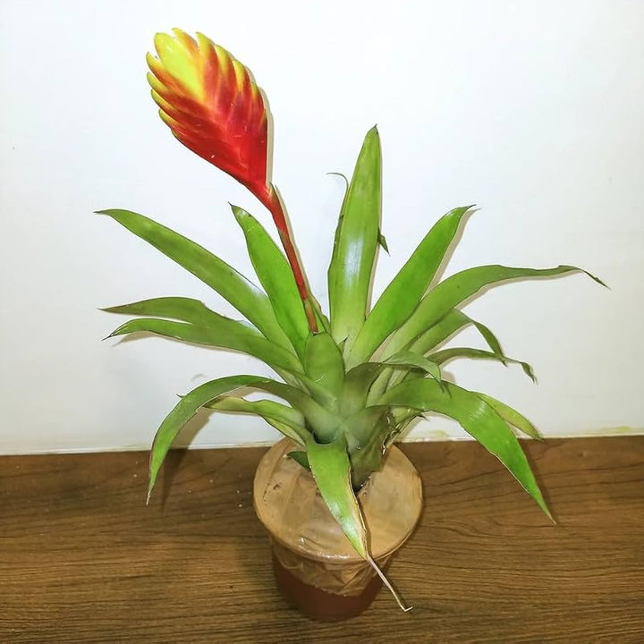 Green Bromeliad Flower Seeds – Hardy Variety, Heirloom &amp; Non-GMO Seeds for Home Garden