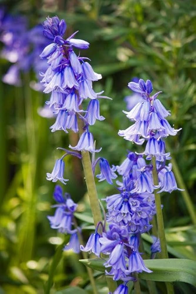 Flower Seeds, Seeds,Seeds For Planting,Plant Seeds